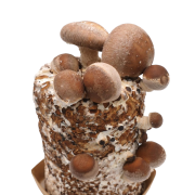 표고버섯 배지 세트