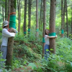 경북 웰니스여행 영주 국립산림치유원+소수서원