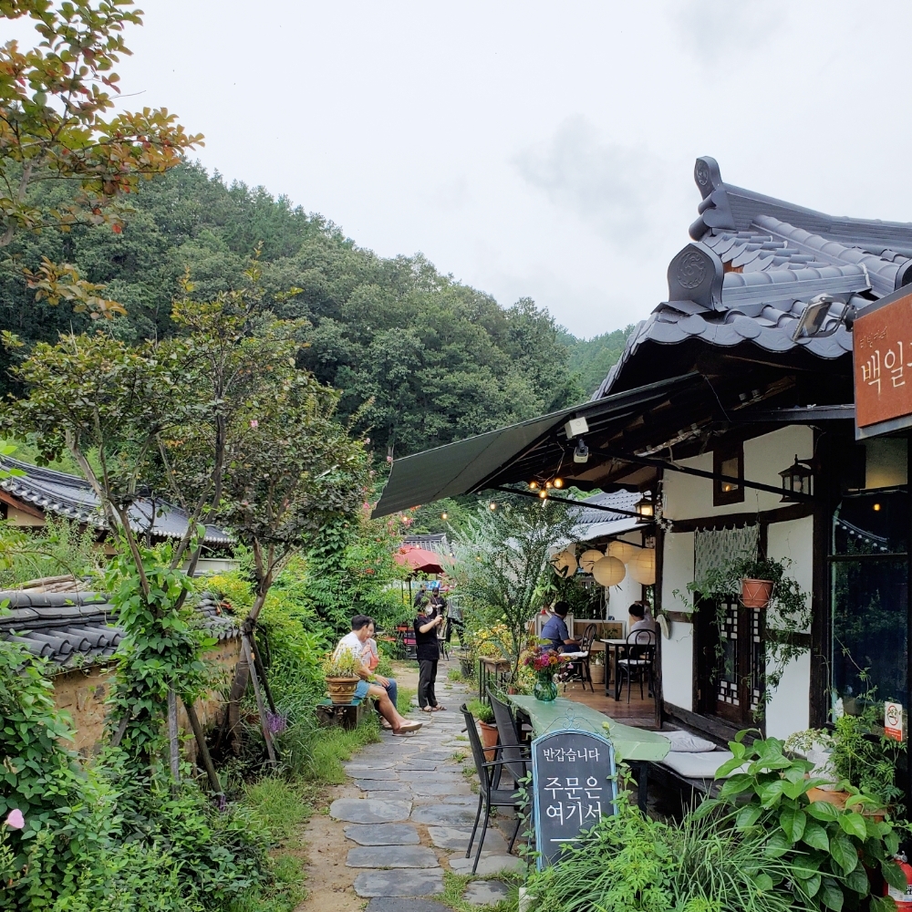 경북 웰니스여행 청송 (한바이소노+백일홍 카페)