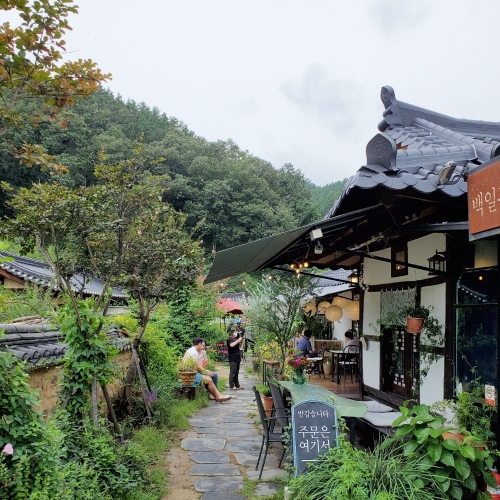 경북 웰니스여행 청송 (한바이소노+백일홍 카페)