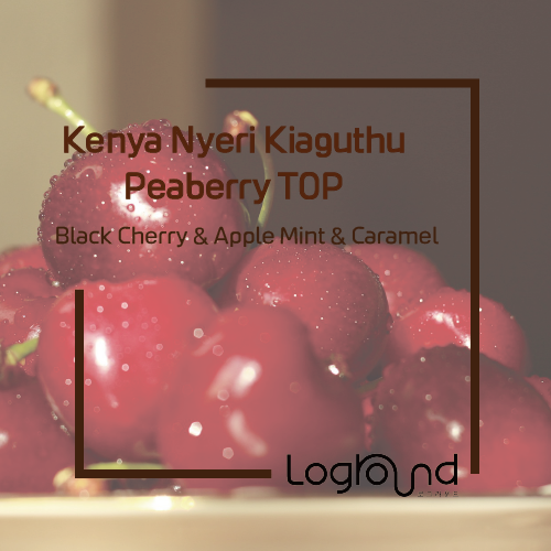 이달의 커피 22년 12월 케냐 니에리 키아구투 피베리 TOP
