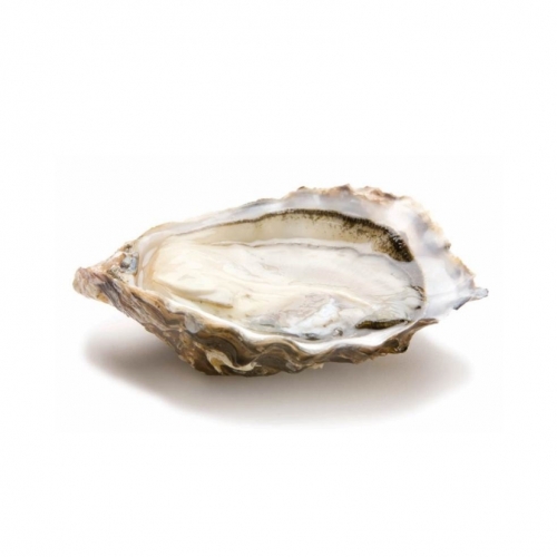 SUN-Oyster PEP (샘플용 50g)