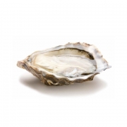 SUN-Oyster PEP (샘플용 50g)