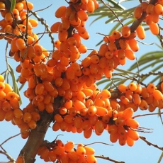 Seabuckthorn Pulp Oil