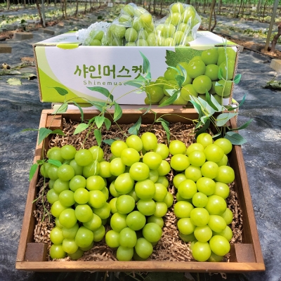 [햇땅] 샤인머스켓 씨없는포도 1kg 2kg