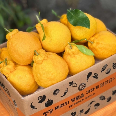 [햇땅] 제주 한라봉 가정용 모음