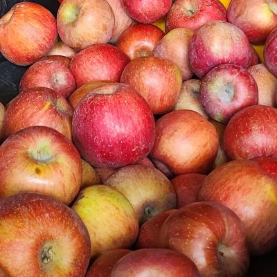 [햇땅] 안동 사과 부사 흠과 2.5kg 모음