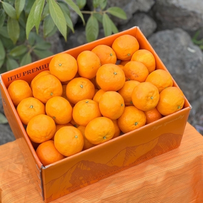 [햇땅] 제주 카라향 가정용 선물용 모음