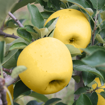 [햇땅] 시나노골드 황금 사과 가정용 택1 고당도