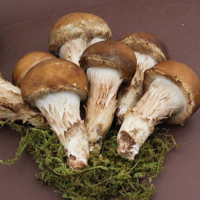 [햇땅] 당일수확발송 참송이버섯 500g 1kg 택1