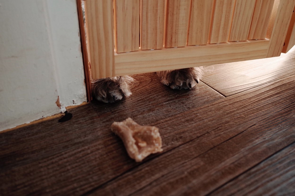 Herb Remedies for Dogs