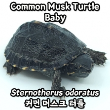 커먼 머스크 터틀, 베이비 SCL 3~4cm(Sternotherus odoratus)_반수생거북이 Common Musk Turtle