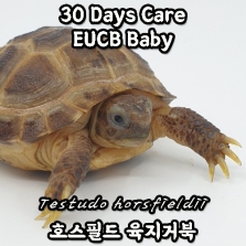 [30 Days Care/EUCB] 호스필드 육지거북, 베이비 SCL 4~6cm(Testudo horsfieldii)_Horsfield’s Tortoise/Russian Tortoise