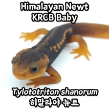 [23KRCB] 히말라야 뉴트, 베이비 TL 7~8cm(Tylototriton shanorum)_Himalayan Newt