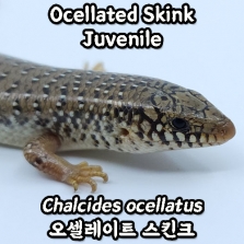 오셀레이트 스킨크, 준성체(Chalcides ocellatus)_Ocellated Skink