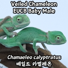 [24EUCB] 베일드 카멜레온, 베이비 수컷(Chamaeleo calyptratus)_Veiled Chameleon