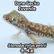 듄 게코, 준성체(Stenodactylus petrii)_Dune Gecko