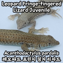 레오파드 프린지 핑거 리자드, 준성체(Acanthodactylus pardalis)_Leopard Fringe-fingered Lizard