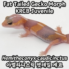 [23KRCB] 아멜라니스틱 펫테일 게코, 아성체(모프 Hemitheconyx caudicinctus)_Amelanistic African Fat Tailed Gecko