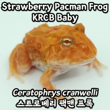 [23KRCB] 스트로베리 팩맨 프록, 베이비(Ceratophrys cranwelli)_Strawberry Pacman Frog