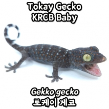 [KRCB] 토케이 게코, 베이비(Gekko gecko)_Tokay Gecko
