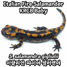 [23KRCB] 이탈리안 파이어 샐러맨더, 베이비 TL 6~7cm(Salamandra salamandra gigliolii)_Italian Fire Salamander