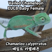 [24EUCB] 베일드 카멜레온, 베이비 암컷(Chamaeleo calyptratus)_Veiled Chameleon