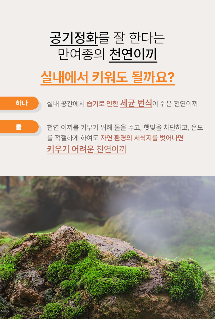 바이오필릭 인테리어 관리가 필요없는 북유럽 천연이끼 스칸디아모스 아트월 지속가능한 자연친화 모스타일 MOSSWALL.jpg