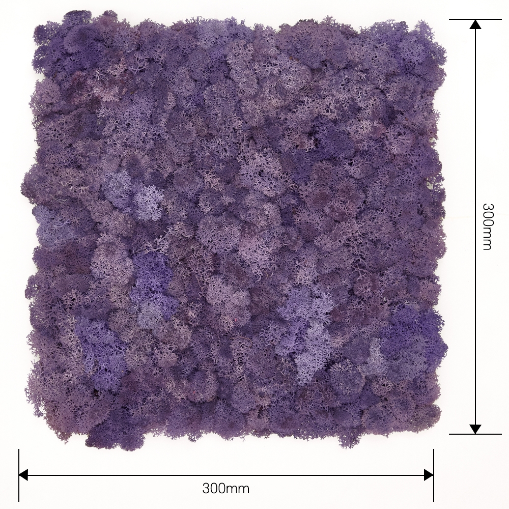 [스칸디아모스 이끼매트-CK]TYPE 코르크-300각 컬러-67_퍼플북유럽 천연이끼 모스이끼 공기정화식물 스칸디아모스 이끼디자인 인테리어식물 바이오필릭 버티컬가드닝 실내벽면녹화 마감재