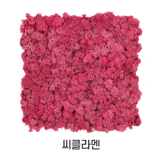 [스칸디아모스 이끼매트-CK]TYPE 코르크-300각 컬러-69_씨클라멘공기정화식물 천연이끼 스칸디아모스 이끼 벽식물 실내정원 스마트가든 벽면정원 플랜트월 타일 패널