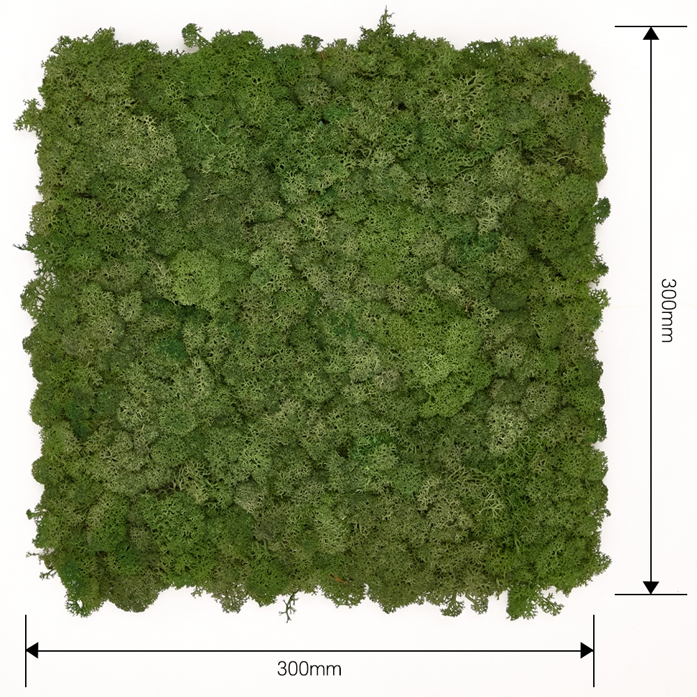 [스칸디아모스 이끼매트-CK]TYPE 코르크-300각 컬러-54_모스그린북유럽 천연이끼 공기정화식물 스칸디아모스 이끼장식 벽면녹화식물 실내조경 수직정원 거실 사무실 플랜테리어 타일 패널