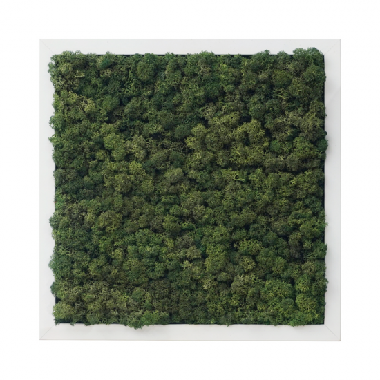 스칸디아모스 사각 액자 프라모 26컬러실내 공기정화식물 벽면인테리어소품 천연이끼 스칸디아모스 식물액자 플랜테리어