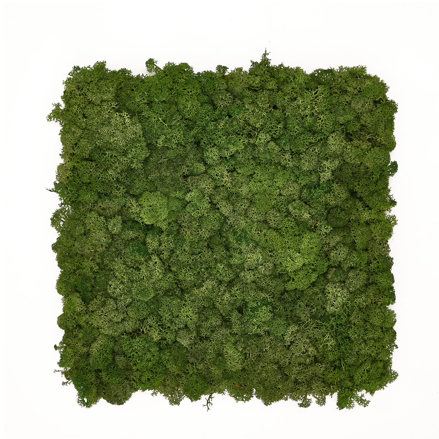 [Moss Wall Panels]SCANDIAMOSS-Tile, Functionality Wall PanelAL-300*300(Color-Moss Green)Decorative Wall Panel, Organic Decorating, Living Wall Plants Indoor, Sound Absorption, Living Wall Decor, Preserved Moss