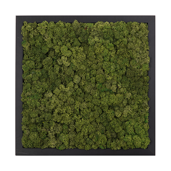 [Moss Function Frame]<P>SCANDIAMOSS-FRAMO, Frame Color/BLACK<P>Natural Reindeer Moss<P>Function Living Room Frame