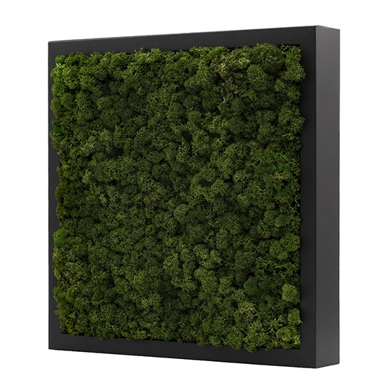 [Moss Function Frame]<P>SCANDIAMOSS-FRAMO, Frame Color/BLACK<P>Natural Reindeer Moss<P>Function Living Room Frame