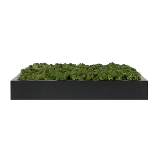 [Moss Function Frame]<P>SCANDIAMOSS-FRAMO, Frame Color/BLACK<P>Natural Reindeer Moss<P>Function Living Room Frame