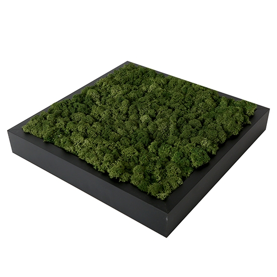 [Moss Function Frame]<P>SCANDIAMOSS-FRAMO, Frame Color/BLACK<P>Natural Reindeer Moss<P>Function Living Room Frame