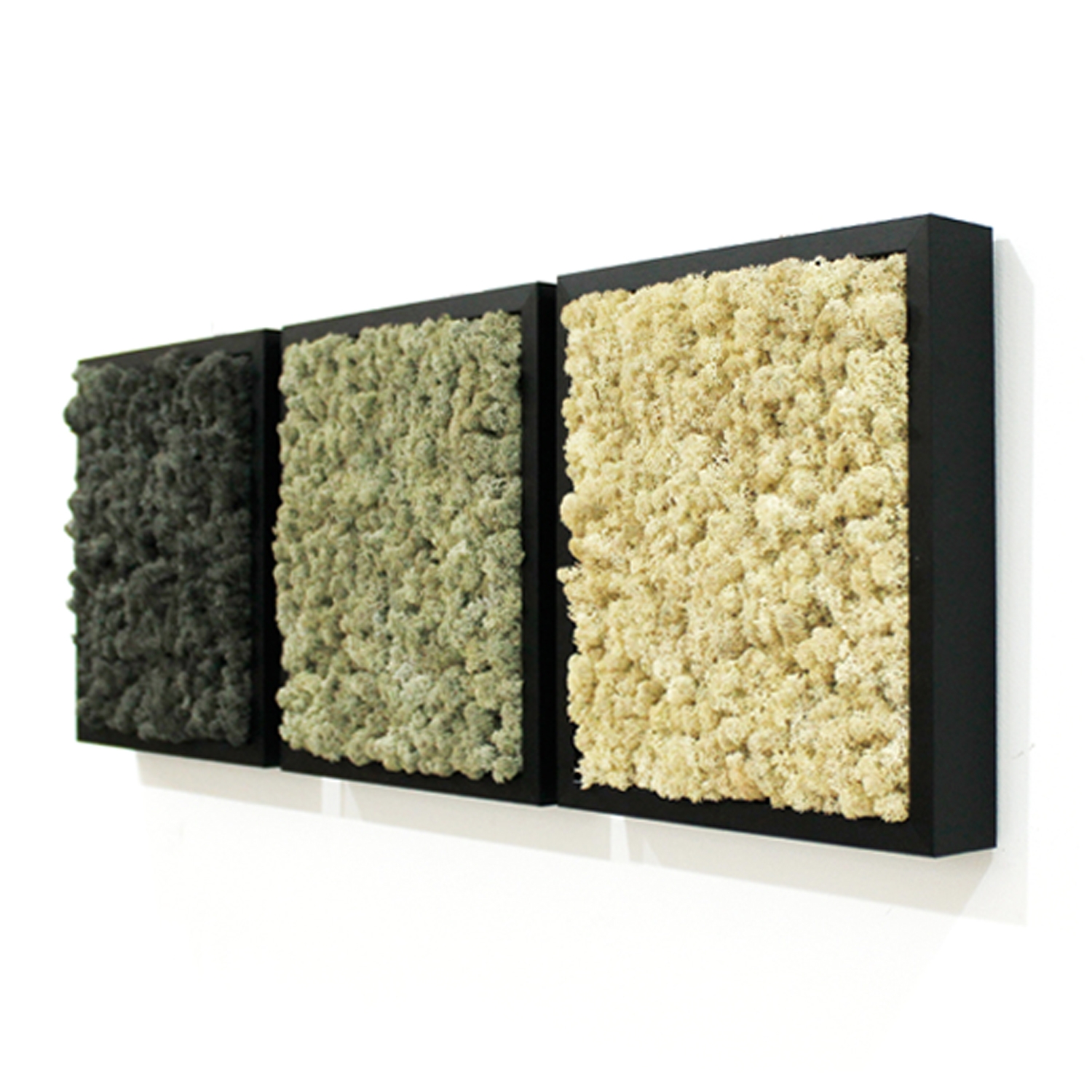 [Moss Function Frame]<P>SCANDIAMOSS-FRAMO, Frame Color/BLACK<P>Natural Reindeer Moss<P>Function Living Room Frame