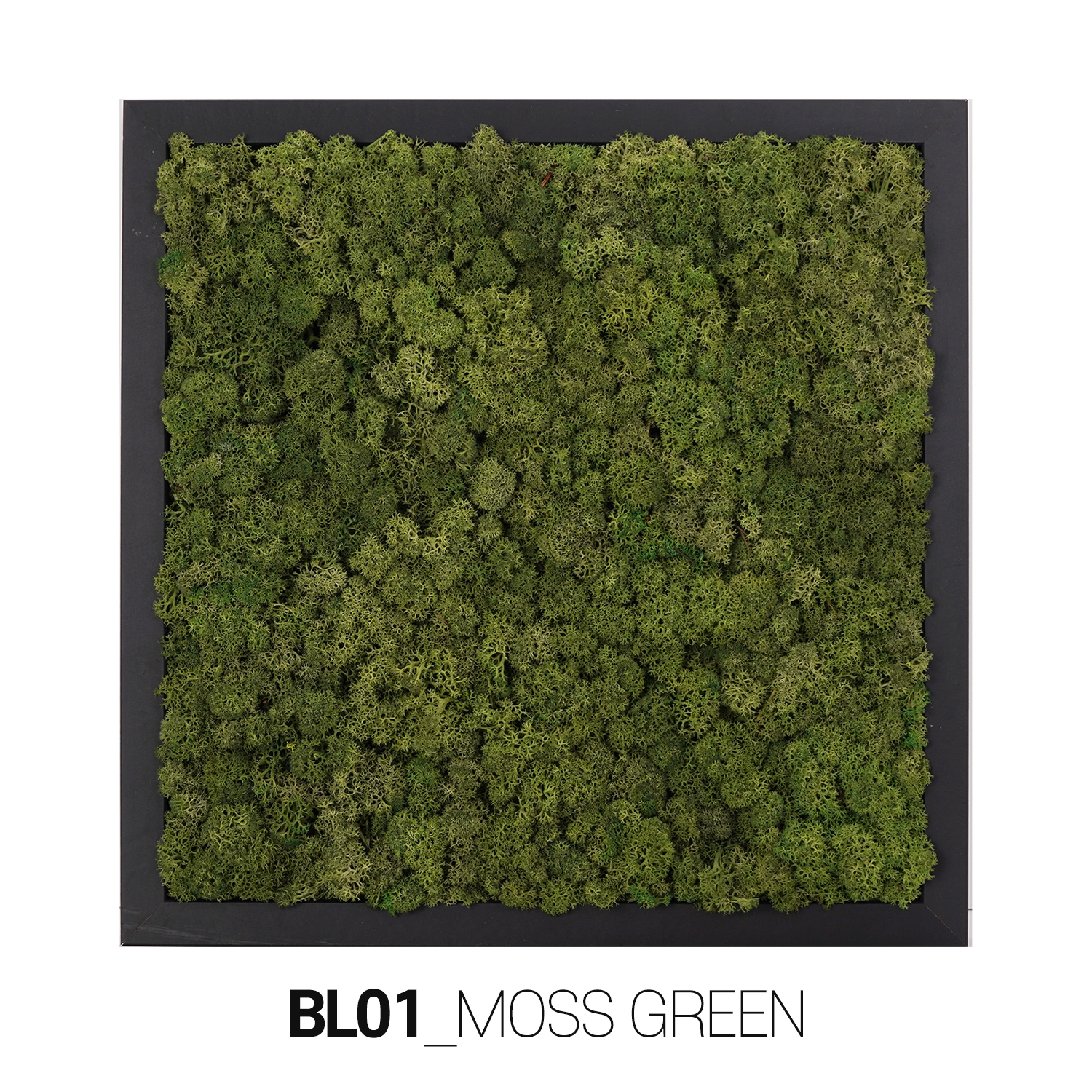 [Moss Function Frame]<P>SCANDIAMOSS-FRAMO, Frame Color/BLACK<P>Natural Reindeer Moss<P>Function Living Room Frame