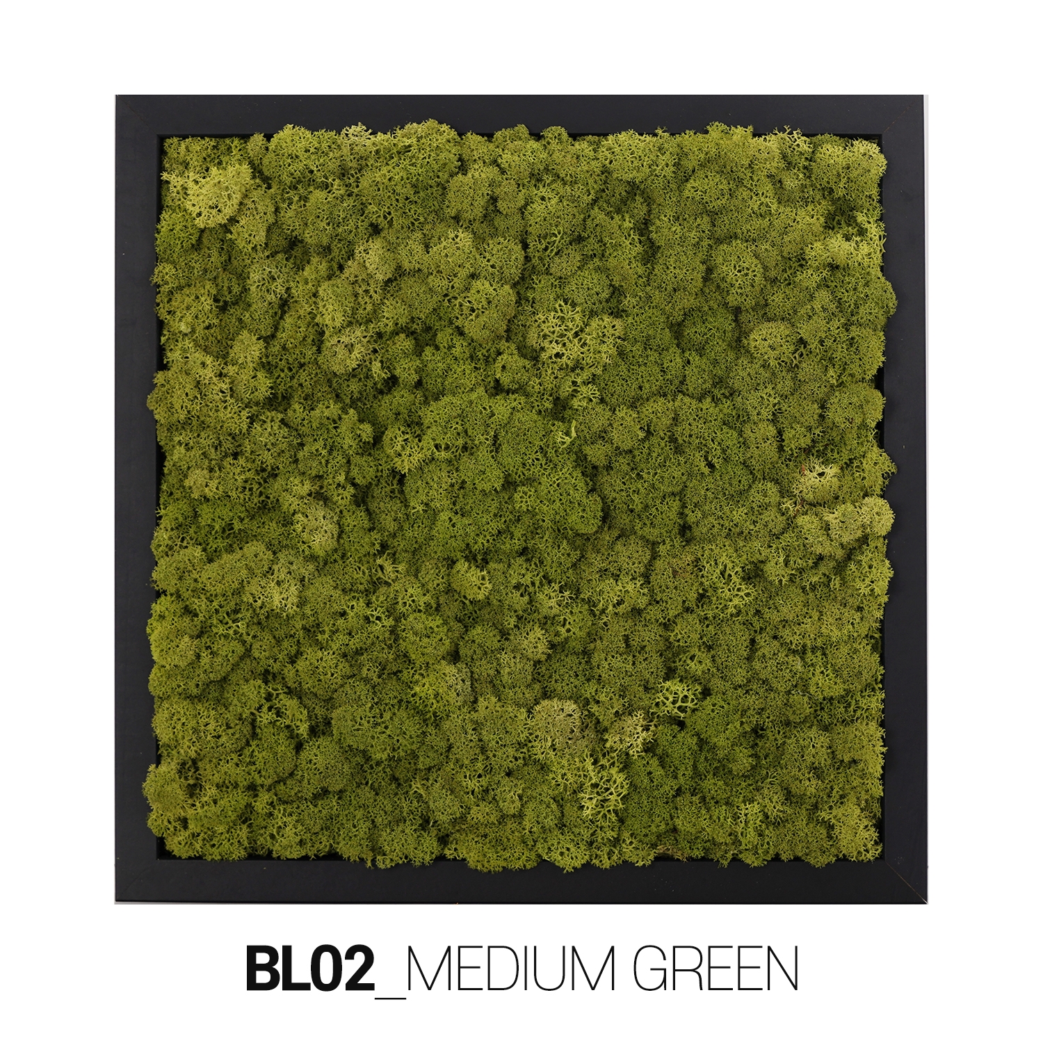 [Moss Function Frame]<P>SCANDIAMOSS-FRAMO, Frame Color/BLACK<P>Natural Reindeer Moss<P>Function Living Room Frame