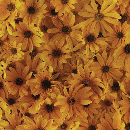 동결건조 파우더 커피 과테말라 엘 소코로 레드 카투라 워시드 20g