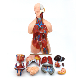 인체반신모형(A형)실물크기모형