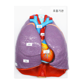 호흡기관모형