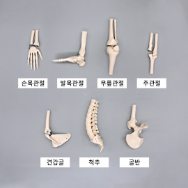 관절모형(7종)