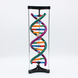 DNA이중나선 입체모형조립키트
