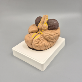 뇌의 구조모형(4등분)