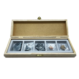 기본 화석표본(5종)