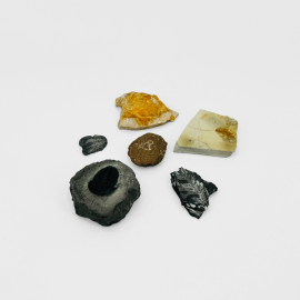 초등 실물화석세트 5종