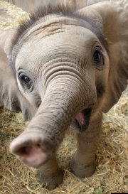 기존상품옵션-첨부파일+URL