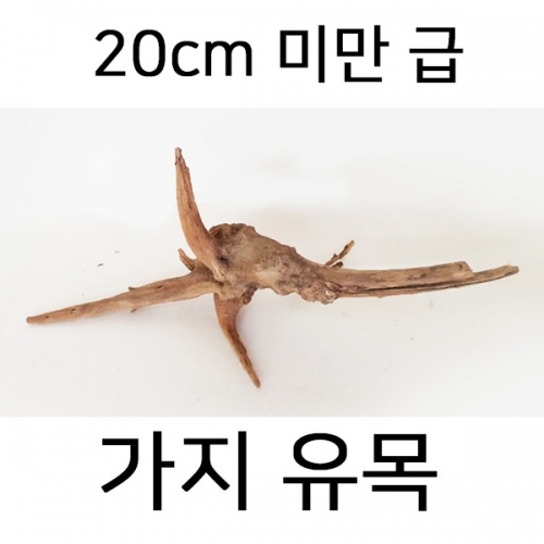 가지 유목 (小)